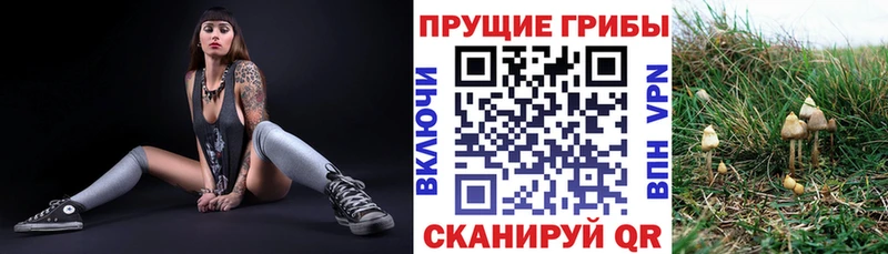 Галлюциногенные грибы Psilocybine cubensis  где продают наркотики  mega ссылки  Черняховск 